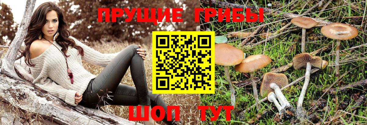 где купить наркоту  Вход с VPN  Галлюциногенные грибы прущие грибы  Севастополь  Галлюциногенные грибы Psilocybe 